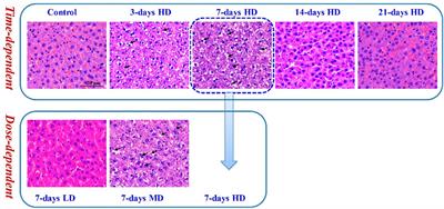 Dose- and time-dependent manners of moxifloxacin induced liver injury by targeted metabolomics study